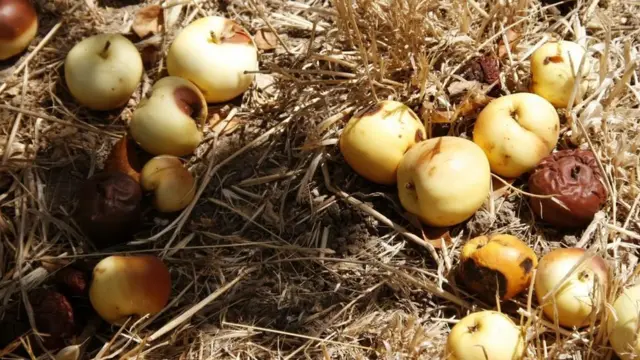 Manzanas en proceso de pudrirse