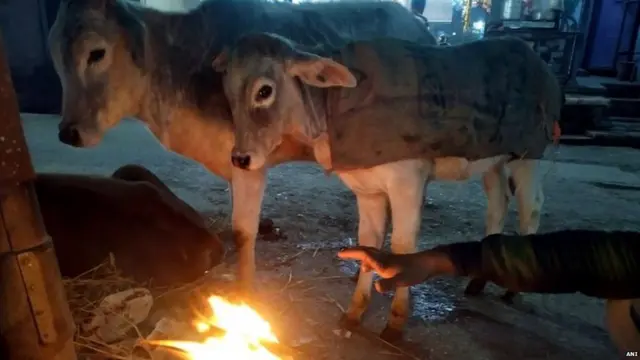 cow