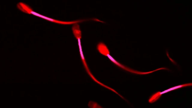 शुक्राणु