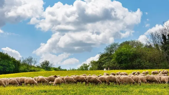 ஆப்பியா ஆண்டிகா