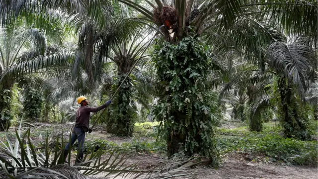 pekerja perkebunan, kelapa sawit, Malaysia, tki