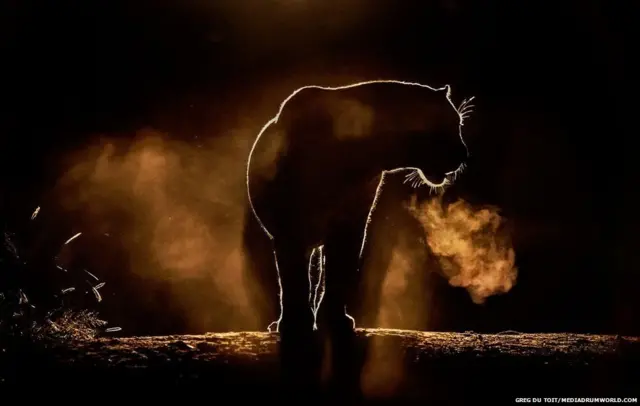 अफ्रीका के जानवर