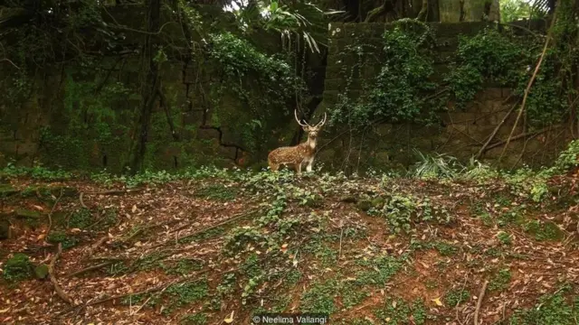 ਰੋਜ਼ ਦੀਪ, ਹਿੰਦ ਮਹਾਂ ਸਾਗਰ 'ਚ ਅੰਡੇਮਾਨ ਦੀਪ ਸਮੂਹ