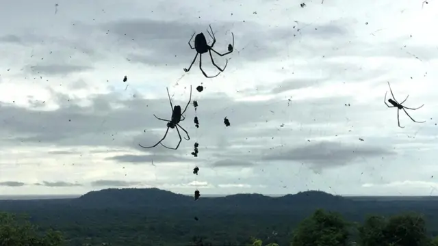 На обзорной площадке, что на холме над космопортом, живут гигантские пауки