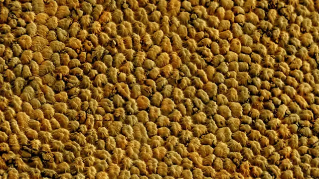 Superficie de una semilla de Medicago rotata.