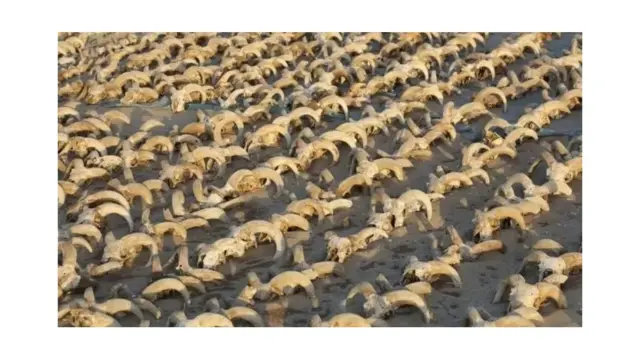 Selon les archéologues, les milliers de crânes ont été placés comme offrandes à l'époque ptolémaïque.