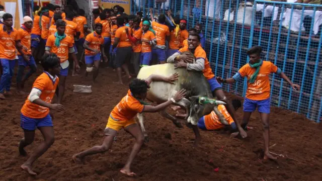 ஜல்லிக்கட்டு