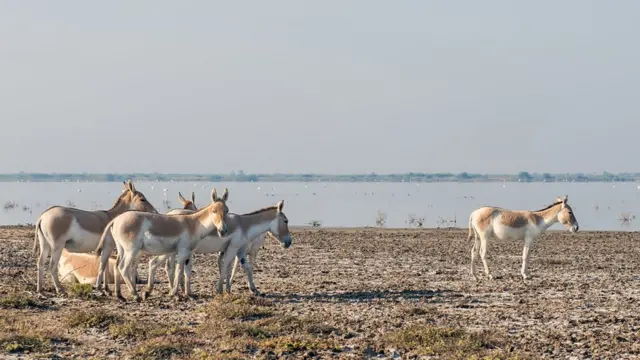 जंगली गधा, वाइल्ड ऐस, कच्छ, अखिलेश यादव
