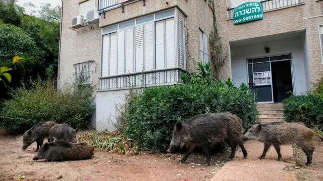 Hayfa'da yaban domuzları