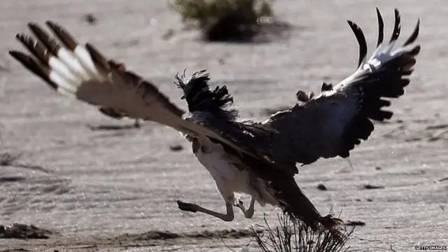 ਅਰਬ ਦੇਸ਼ਾਂ ਵਿੱਚ ਕੁਝ ਲੋਕ ਹੁਬਾਰਾ ਪੰਥੀਆਂ ਦਾ ਮੀਟ ਮਰਦਾਨਾ ਤਾਕਤ ਲਈ ਵਧੀਆ ਮੰਨਦੇ ਹਨ