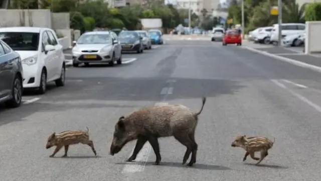சாலைகளில் வலம் வரும் விலங்குகள்