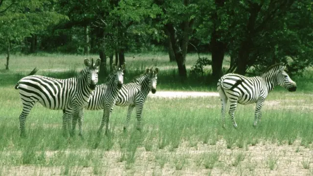 zebra