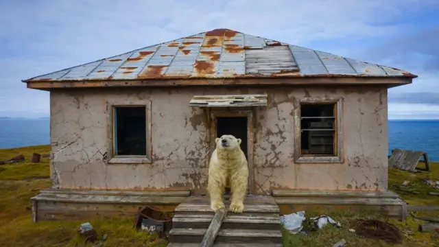 Urso polar na frentebe in sportconstrução abandonadabe in sportilha russa