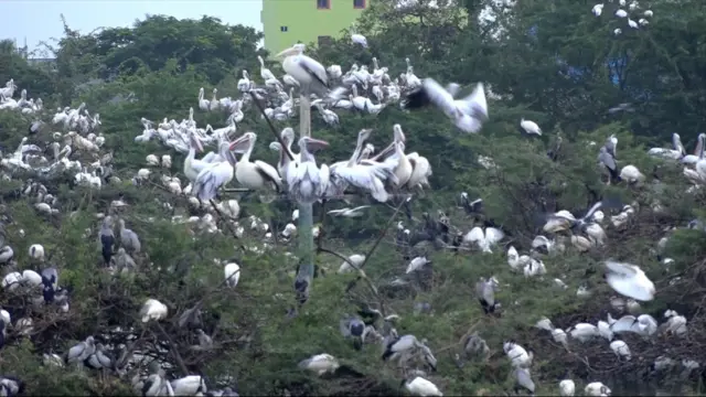 ఉప్పల‌పాడు వలస పక్షుల రక్షిత కేంద్రం