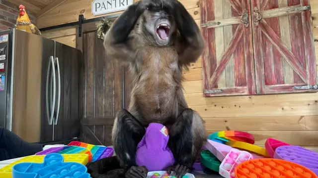 Macaca levanta as mãos e sorri
