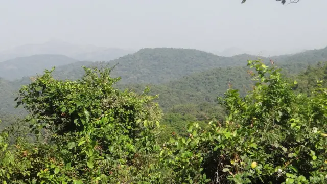 Gandun dajin Gashaka Gumti