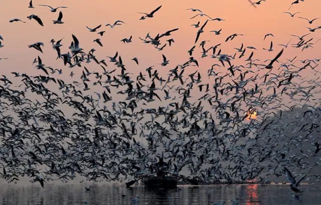 A man is swarmed by seagulls as he rides a boat