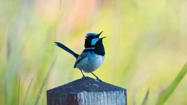 Прекрасный расписной малюр (Malurus cyaneus)