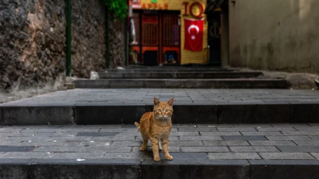 мачка у истанбулу