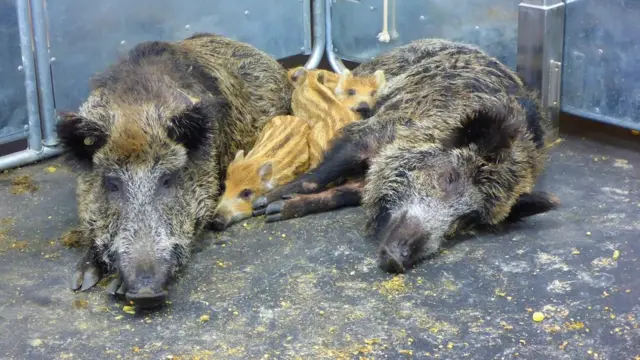 La peste porcine africaine n'affecte pas les humains mais c'est une infection dévastatrice pour les porcs et les sangliers