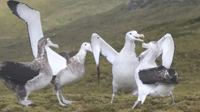 Gough Island provides vital nesting habitat for a number of species including the Tristan albatross