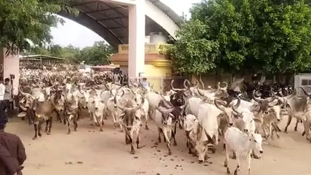 સરકારી સહાય ન મળતા પાંજરાપોળમાંથી ગાયોને છોડી દેવાઈ હતી