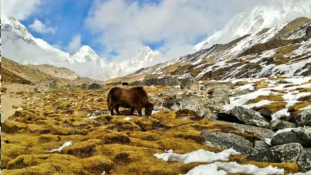 Кыргыз тоолорунун үстү да байлык, асты да байлык