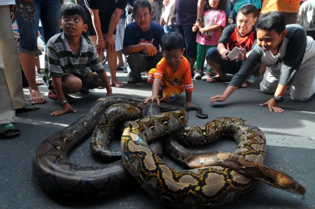 కొండచిలువలను ఆడిస్తున్న చిన్నారులు