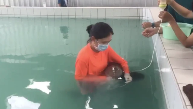 เจ้าหน้าที่ดูแล "DU436" ลูกพะยูนอีกตัวที่พบเกยตื้น ซึ่งอยู่ระหว่างการเปิดประกวดตั้งชื่อ