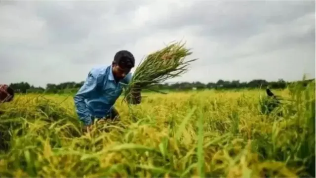 বিশেষজ্ঞরা বলছেন, কৃষি জমি কম হলেও সারের ব্যবহারের কারণে উৎপাদন বেড়েছে