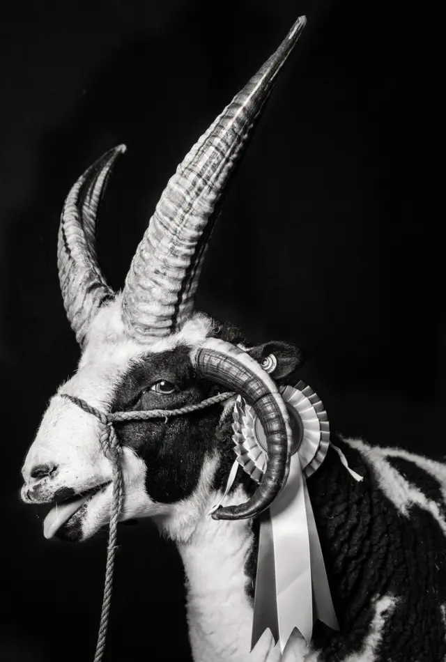 ایک مینڈھا جس پر ربن بندھا ہے