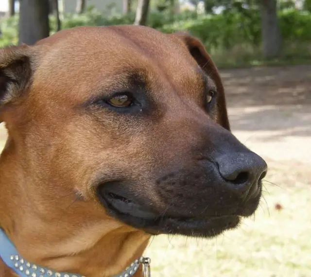 Rhodesian Ridgeback