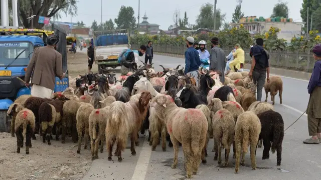 காஷ்மீர்: ``பக்ரீத் பற்றி யாருக்கு கவலை? எங்கள் குடும்பங்கள் குறித்தே அறிய நாங்கள் விரும்புகிறோம்.''
