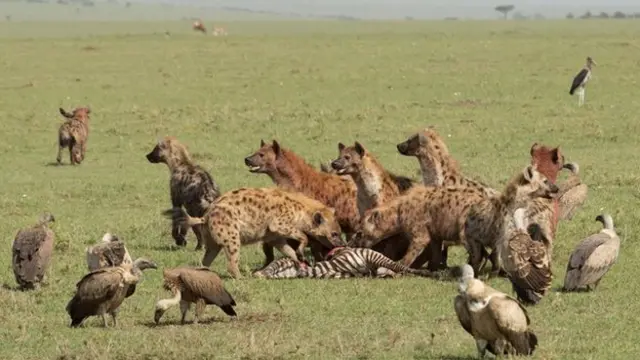 إناث الضبع أضخم من ذكوره، وهي توجه سير المجموعة