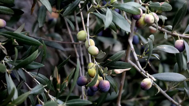 Oliveira carregadaamong us jogarfrutos