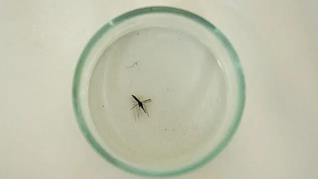 Mosquito da malária