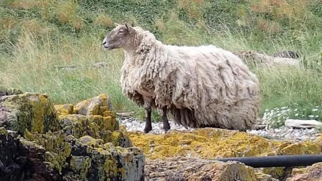 海岸近くの崖のふもとに取り残されていた姿が目撃されたことで注目が高まった