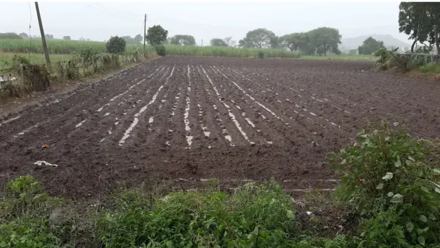 अवकाळी पावसामुळे शेतांमध्ये असं पाणी साचलेलं आहे.