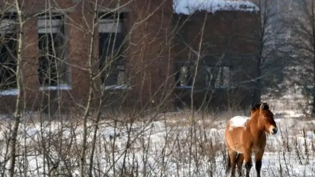 Digər heyvanlar kimi, Prjevalski atları da ölü zonada özlərini əla hiss edirlər