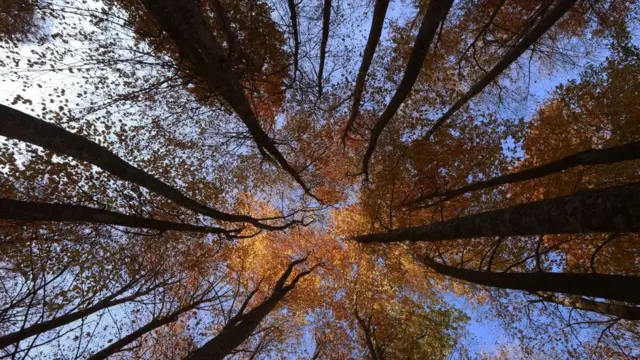 Mount Nebiyan during autumn season in Ondokuz Mayis district of Turkey's Samsun on November 12, 2019.