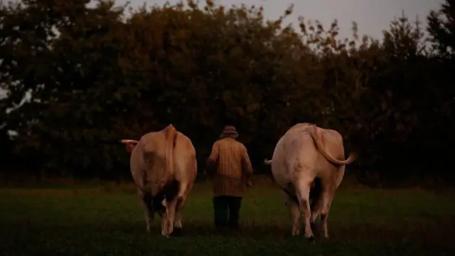 Жан-Бернар с волами