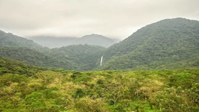 Reserva Natural Salto Morato, no Paraná, é um dos locais onde a dança dos tangarás pode ser registrada