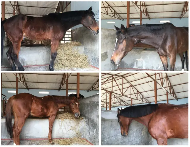 बिरामी घोडा