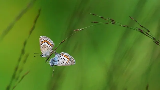 Skladnost leptira - fotografiju koja naglašava simetriju krila dva stooka plavca napravio je Saša Jumanka iz Nemačke/Rumunije za kategoriju 10 godina i mlađi. Saša kaže da ga je iznenadilo koliko je leptira „plesalo u vazduhu od jednog do drugog cveta" na vresištu koje je istraživao.