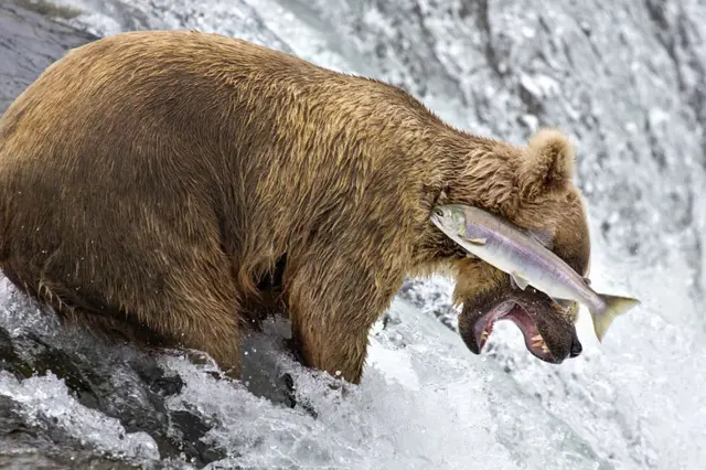 Foto del concurso Comedy Wildlife Photography Awards