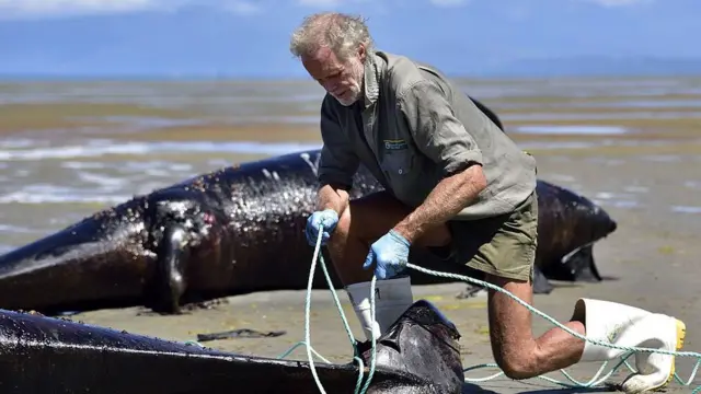 إنقاذ الحيتان