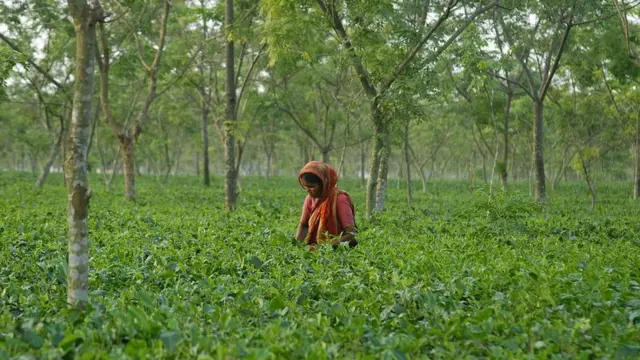 পঞ্চগড়ের চা বাগান।