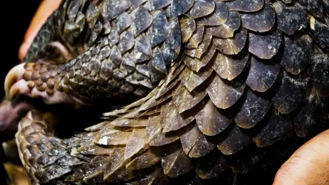 ตัวนิ่ม