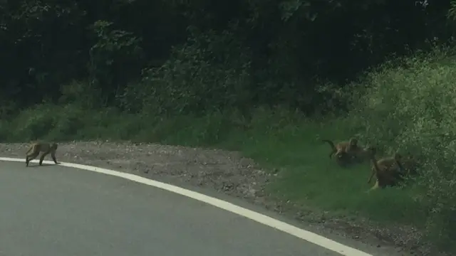 हिमाचल में बंदर