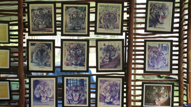 Foto-foto harimau yang direhabilitasi di Pusat Rehabilitasi Harimau Sumatera Dharmasraya (PRHSD) Yayasan Arsari.